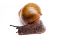 Achatina achatina depravata Ghana semiadult 8cm